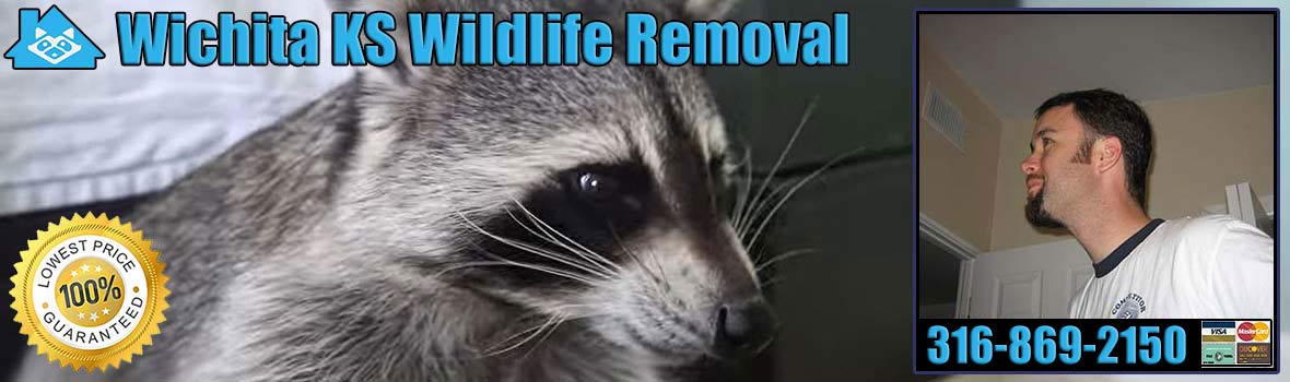 Pest Animal Removal Wichita: Wildlife Control, Critter Trapping Kansas
